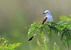 Scissor-tailed Flycatcher